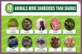 15 Animals Surprisingly More Deadly Than Sharks