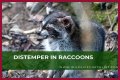 Can Raccoons Get Distemper? - Kylon Powell