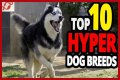 Does royal canin make dogs hyper?