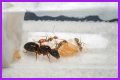 How To Get Ants Out Of Keurig?