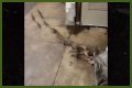 Rats Run Out From Under Homeless Person's Blanket on NYC Subway Platform