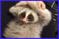 These 9 Adorable Animals Should Actually Terrify You